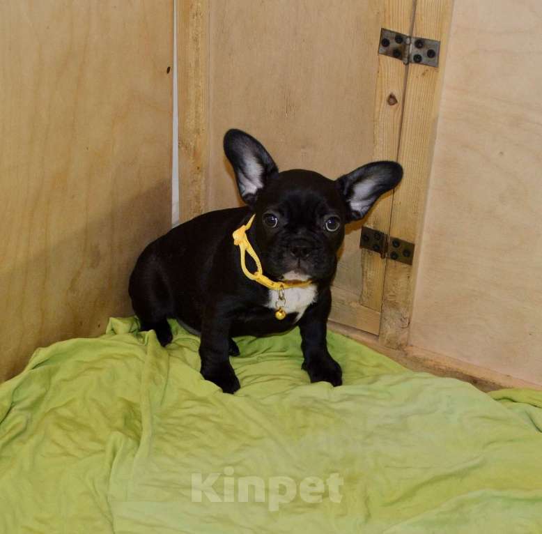 Собаки в Самаре: Щенки французского бульдога  Мальчик, 35 000 руб. - фото 3