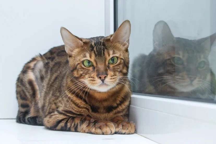 Кошки в Москве: Бенгальская кошка Марта в добрые руки (с характером принцессы) Девочка, Бесплатно - фото 6