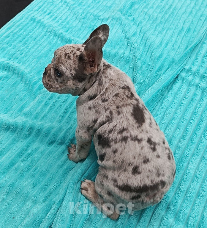 Собаки в Москве: Мальчик французского бульдога. Мальчик, 50 000 руб. - фото 4