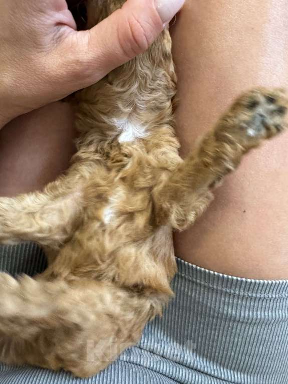 Собаки в Ростове-на-Дону: Душечка Девочка, 80 000 руб. - фото 2