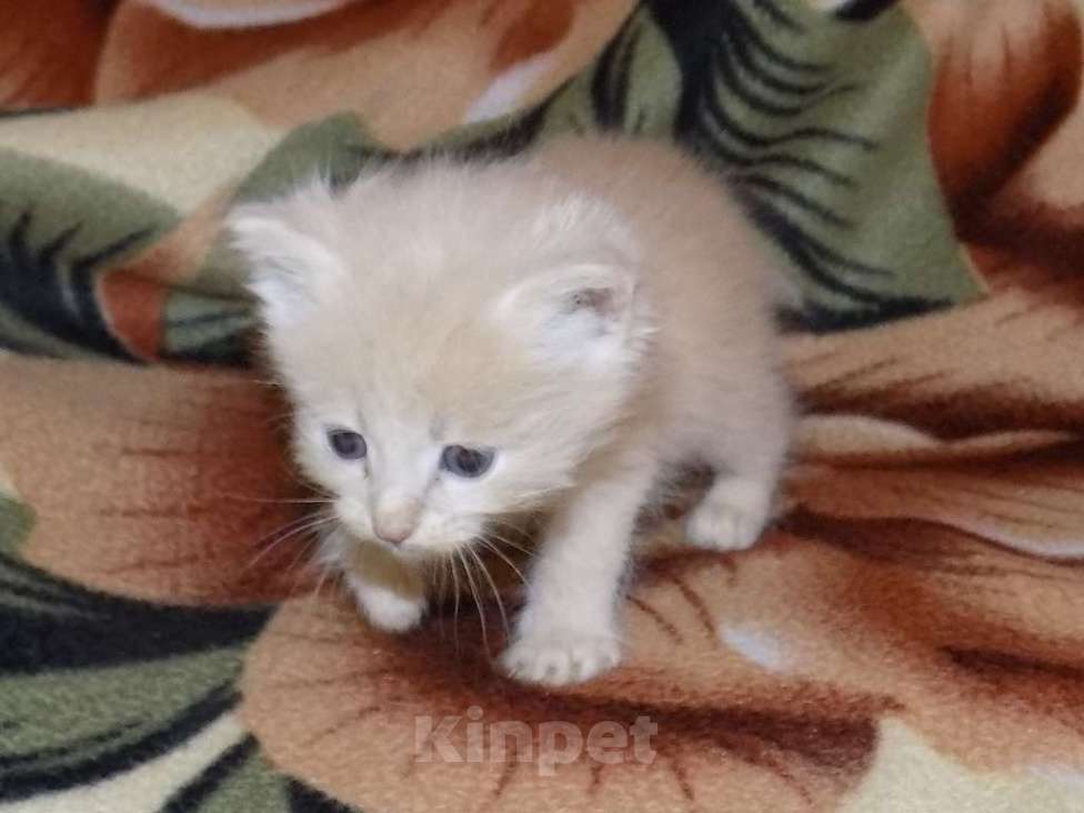 Кошки в Москве: Шотландские котята, метисы Мальчик, 6 000 руб. - фото 3