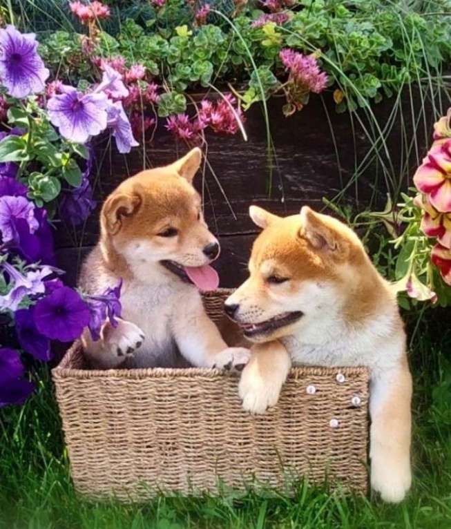 Собаки в Жигулевске: Премиум класса щенки сиба ину  родителей призеров выставок.япорских кровей.Щенки рождённые 11.05.25 Мальчик, 60 000 руб. - фото 4