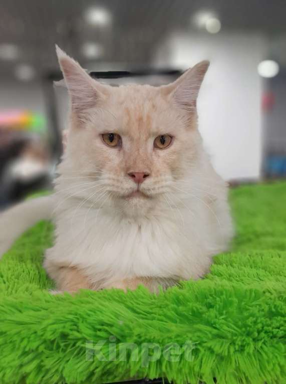 Кошки в Москве: Мейн-кун мальчик Мальчик, 90 000 руб. - фото 6
