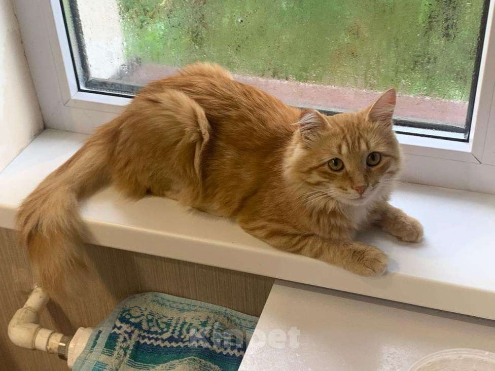 Кошки в Уфе: Кот в добрые руки  Мальчик, Бесплатно - фото 1