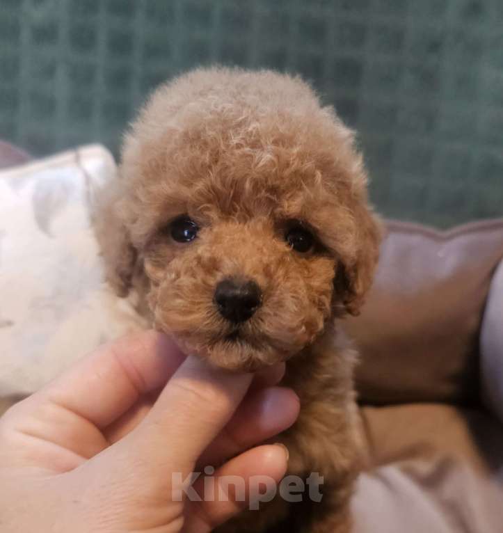 Собаки в Москве: Мая Девочка, 80 000 руб. - фото 1