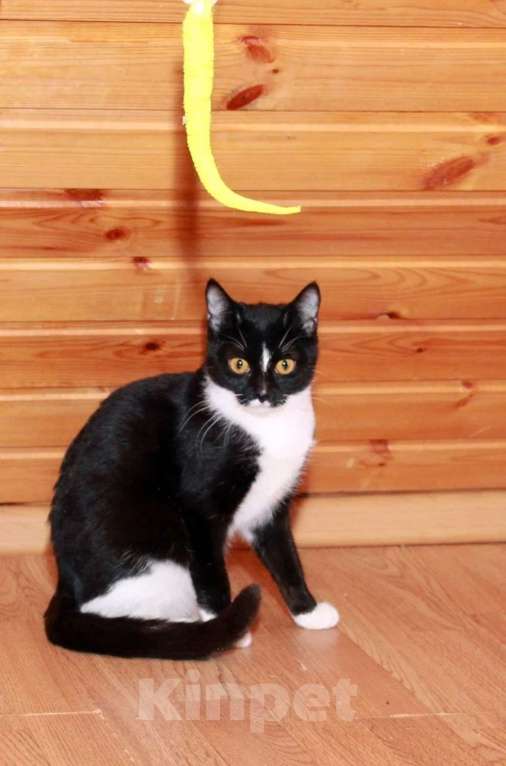 Кошки в Калуге: Юнона, молодая кошечка в добрые руки. Девочка, Бесплатно - фото 4