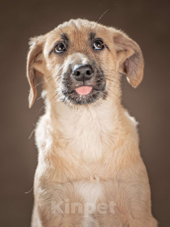 Собаки в Клине: Мачо — мужественный и добрый парень, который хочет стать вашей надёжной опорой и верным другом Мальчик, Бесплатно - фото 9