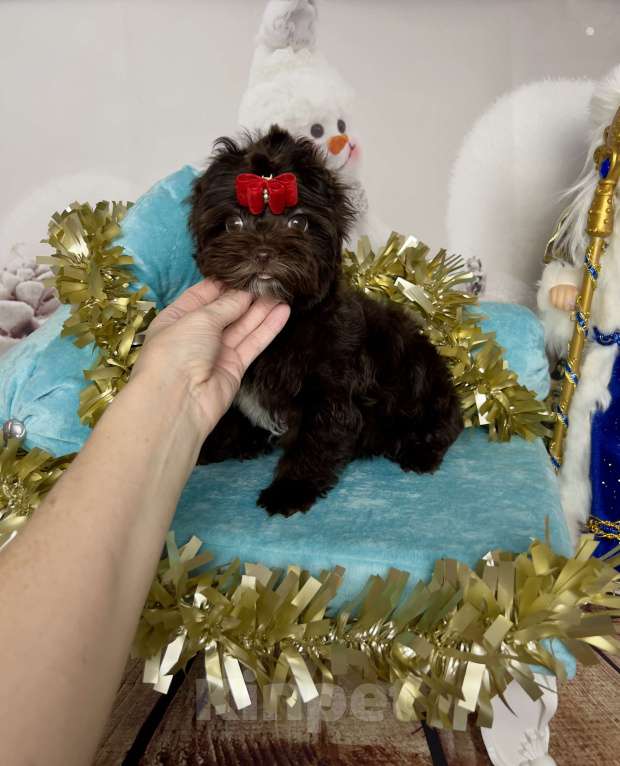 Собаки в Сосновом Бору: Девочка шоко йорка Нутелла Девочка, 70 000 руб. - фото 2