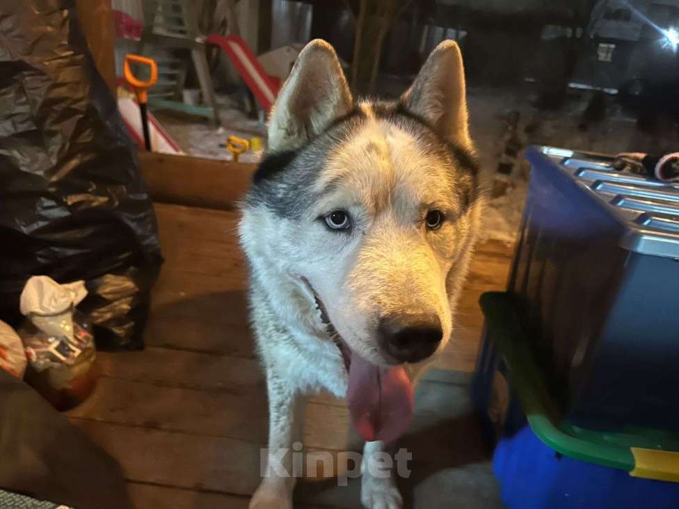 Собаки в других городах Московской области: Найден кобель сибирский хаски палевый окрас  Мальчик, Бесплатно - фото 2