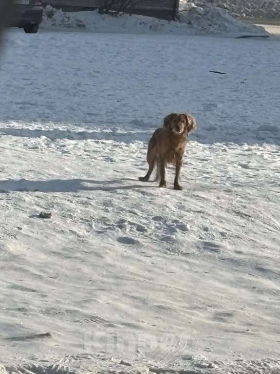 Собаки в Комсомольске-На-Амуре: Найдена собака  Девочка, Бесплатно - фото 3