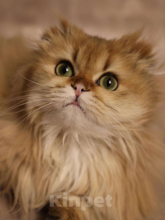 Кошки в Москве: Шотландский вислоухий длинношёрстный котёнок Мальчик, 60 000 руб. - фото 1