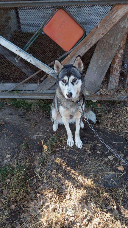 Собаки в Томске: Щенки в дар — 8 пушистых радостей 🐶 Бесплатно в добрые руки! Мальчик, Бесплатно - фото 4