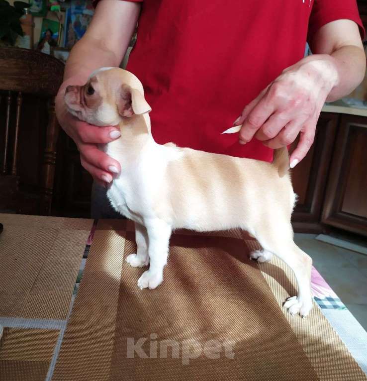 Собаки в Москве: красивая породная чихуахуа, девочка Девочка, 60 000 руб. - фото 5