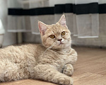 Кошки в Люберцах: Шотландские котята Девочка, 15 000 руб. - фото 2
