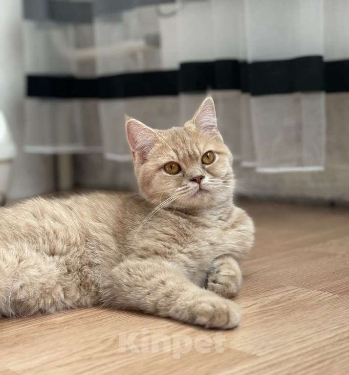 Кошки в Люберцах: Шотландские котята Девочка, 15 000 руб. - фото 2