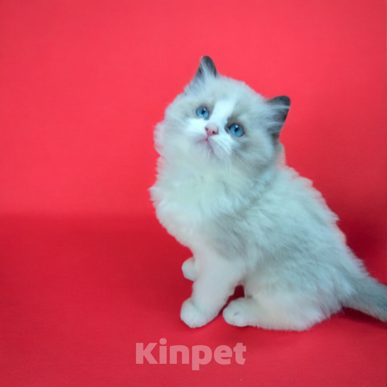 Кошки в Москве: Рэгдолл котенок девочка Девочка, 120 000 руб. - фото 1