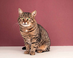 Кошки в Москве: Британский крупный кот Борис в добрые руки Мальчик, 1 руб. - фото 2