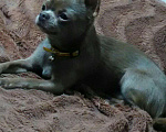 Собаки в Набережных Челнах: Вязка, 5 000 руб. - фото 1