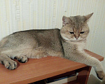 Кошки в Липецке: Кот на вязку, 5 000 руб. - фото 1