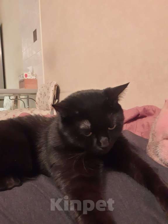 Кошки в Красногорске: В добрые руки Мальчик, Бесплатно - фото 9