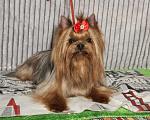 Собаки в Москве: Йорк мальчик, взрослый. Мальчик, Бесплатно - фото 4