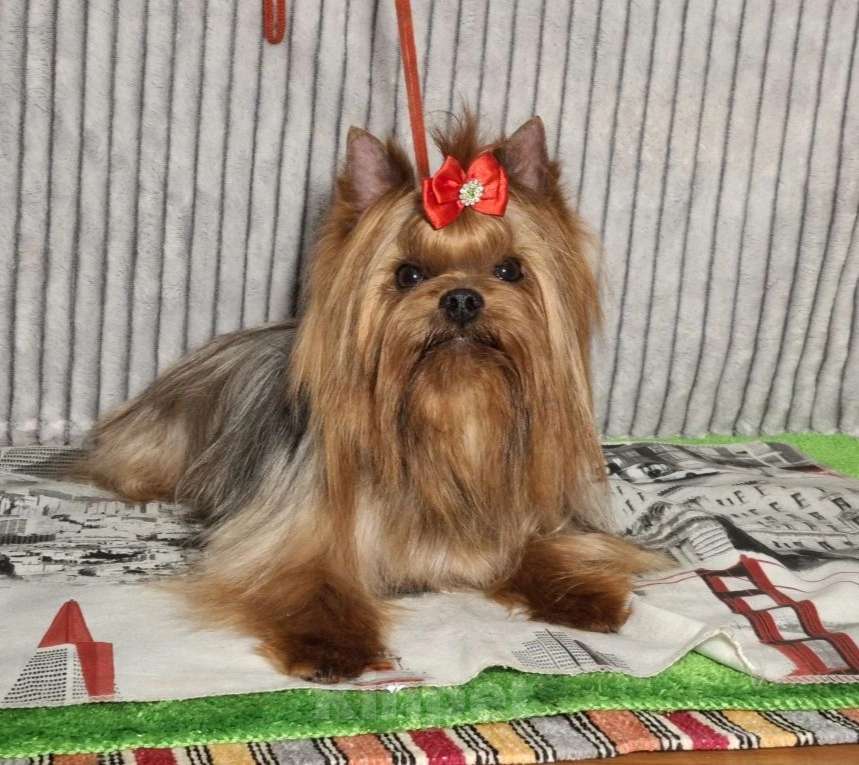 Собаки в Москве: Йорк мальчик, взрослый. Мальчик, Бесплатно - фото 4