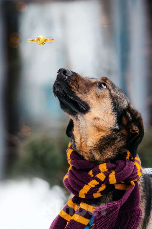 Собаки в Москве: Волшебный Ирвин ищет дом Мальчик, Бесплатно - фото 3