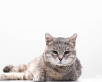Кошки в Москве: котик Налим в поисках семьи Мальчик, Бесплатно - фото 3