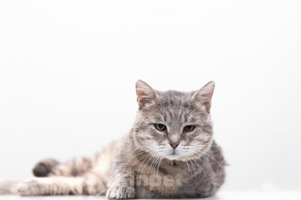 Кошки в Москве: котик Налим в поисках семьи Мальчик, Бесплатно - фото 3