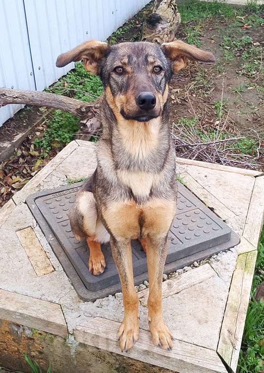 Собаки в Симферополе: Подрощенный щенок фенотип чешский влчак Девочка, Бесплатно - фото 1