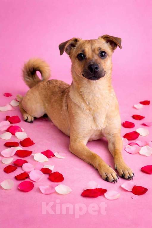 Собаки в Москве: Девочка Нюша ищет дом Девочка, Бесплатно - фото 10