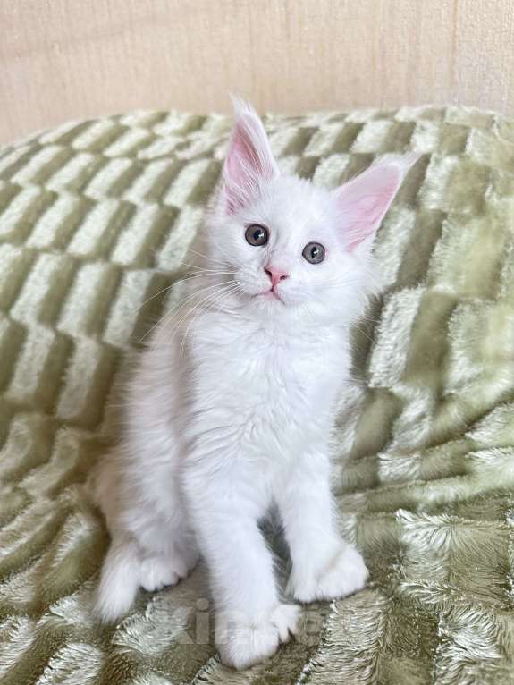 Кошки в Краснодаре: Мейн-кун Полидакт Девочка  Девочка, 30 000 руб. - фото 6