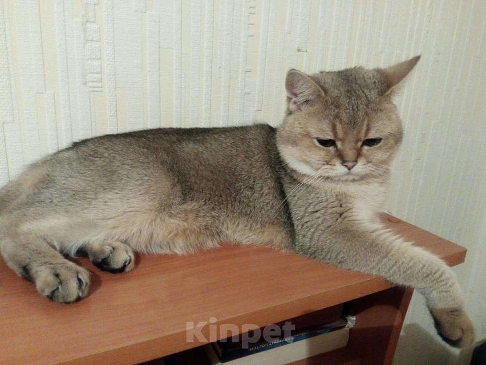 Кошки в Липецке: Кот на вязку, 5 000 руб. - фото 1