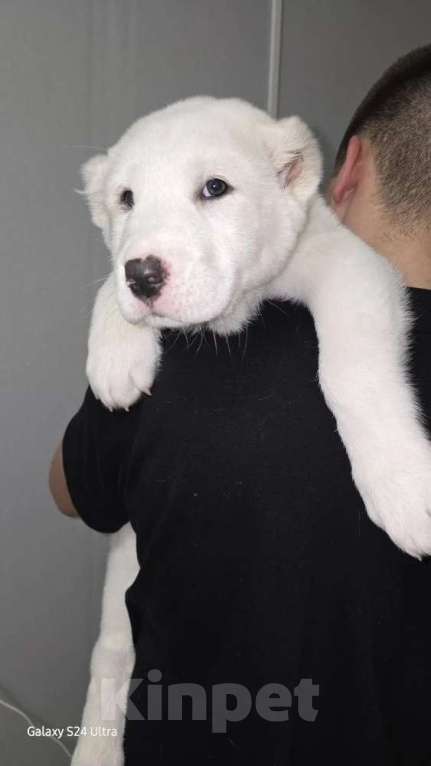 Собаки в Москве: Щенки алабая Мальчик, 30 000 руб. - фото 5