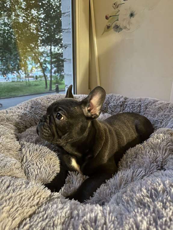 Собаки в Москве: Щенок французского бульдога  Мальчик, 40 000 руб. - фото 4