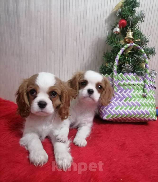 Собаки в Москве: Кавалер Кинг Чарльз спаниель. Щенки  Девочка, 100 000 руб. - фото 1