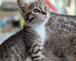 Кошки в Саратове: Котёнок Мальчик, Бесплатно - фото 6