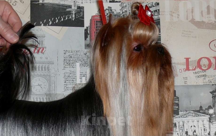 Собаки в Королеве: Йорк для вязки Мальчик, 7 000 руб. - фото 2