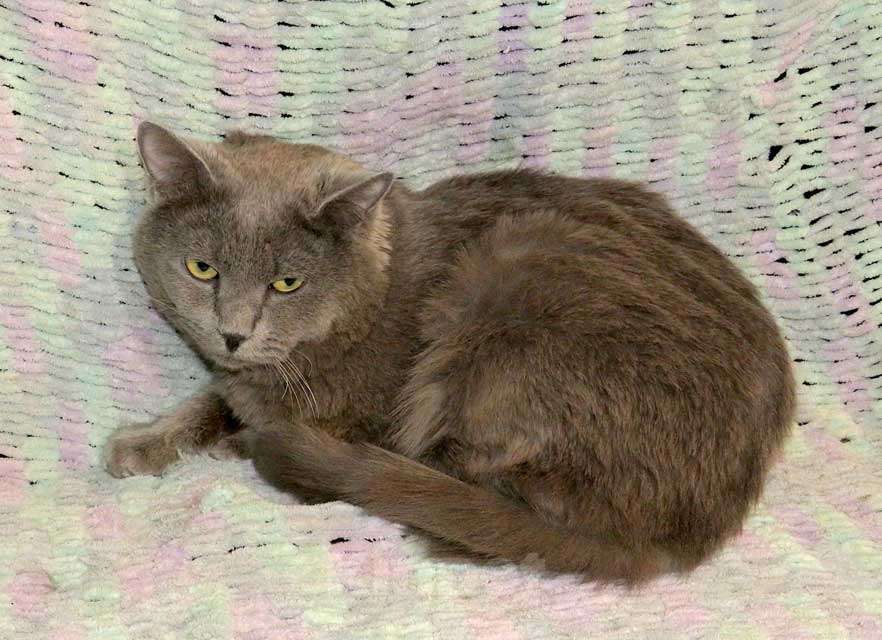 Кошки в Санкт-Петербурге: Ясон, кот-подкидыш, который всё ещё ждёт своего человека Мальчик, Бесплатно - фото 4