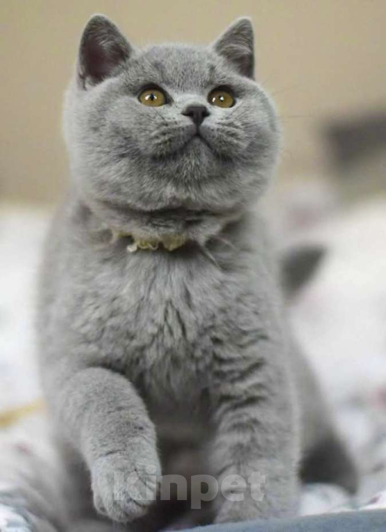 Кошки в Москве: Британские к/ш котята  Мальчик, Бесплатно - фото 2