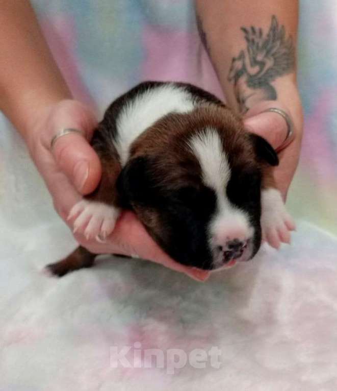 Собаки в Москве: Шикарная малышка амстаффа  Девочка, 80 000 руб. - фото 2