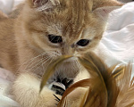 Кошки в Москве: Британская золотая шиншилла котенок ny12 Девочка, 55 000 руб. - фото 3