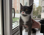 Кошки в Москве: Котенок Маркус ищет дом Мальчик, Бесплатно - фото 3