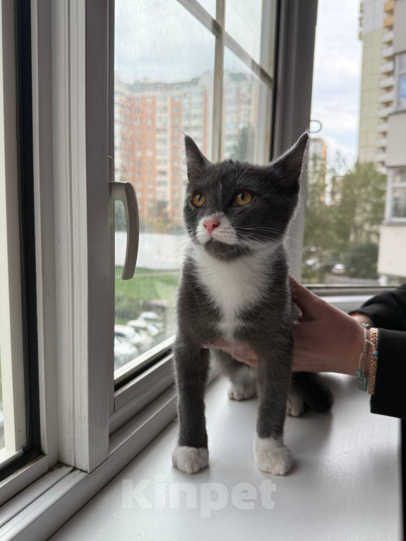 Кошки в Москве: Котенок Маркус ищет дом Мальчик, Бесплатно - фото 3