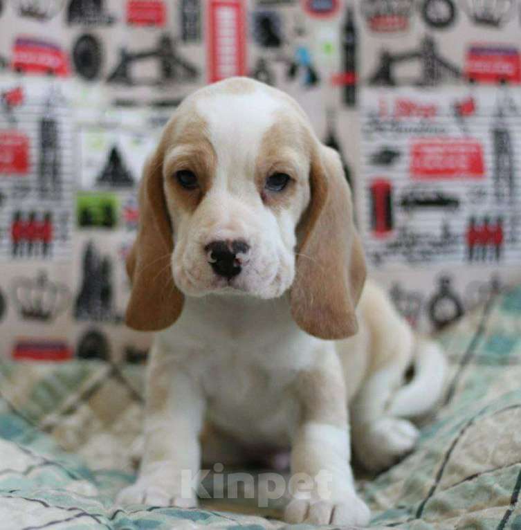 Собаки в других городах Московской области: Кобель бигль Мальчик, 70 000 руб. - фото 1