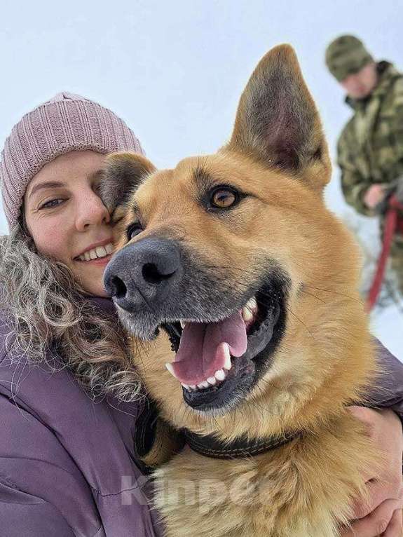 Собаки в Москве: Красивый, умный молодой домашний пес Майор ищет дом Мальчик, 10 руб. - фото 4