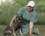 Собаки в Подольске: Забери меня из приюта домой Мальчик, Бесплатно - фото 5