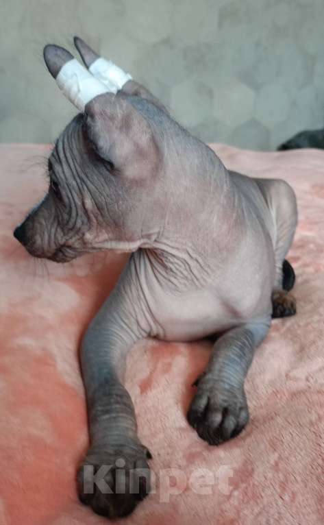 Собаки в Мытищах: Кобель  Ксолoитцкуинтли (мини) Мальчик, 30 000 руб. - фото 2