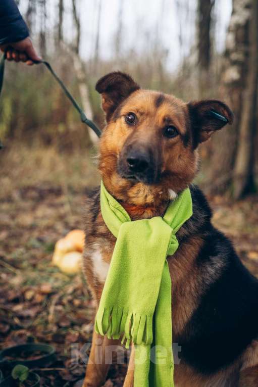 Собаки в Ногинске: Гриша Мальчик, Бесплатно - фото 7