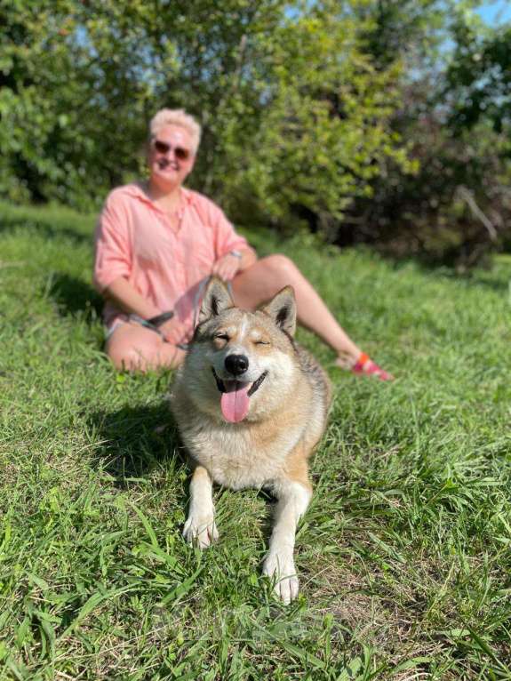 Собаки в других городах Краснодарского края: Мама с дочкой в дар только вместе метисы хаски и лабрадора Девочка, Бесплатно - фото 3